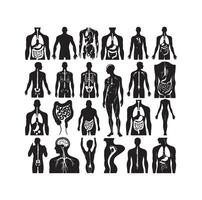 human organ Collection silhouette. internal isolated organs set. flat graphic design illustration vector