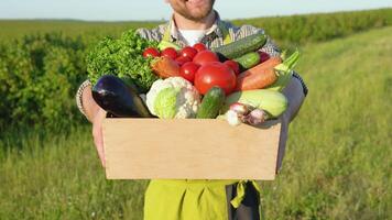 Farmer stands with a basket full of fresh vegetables. Agriculture until the vegetable harvesting season in the field video