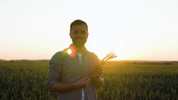 granjero sostener orejas de trigo, estudiar el grano en el campo video