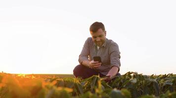 ein erfolgreich Farmer auf seine Plantage von Sojabohne prüft das Ernte. Farmer nehmen Bilder von Sojabohne Plantage. Qualität Kontrolle. Agronomen arbeiten. Brasilianer Bauernhof video