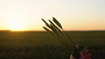 mani contadino hold orecchie di Grano, studia il grano su il campo video