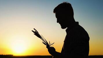 silhouette de une agriculteur tenir oreilles de blé, étude le grain sur le champ video