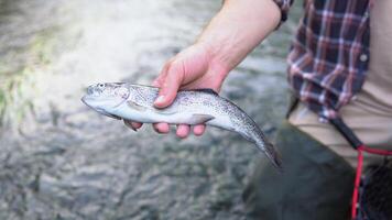 Mens houdt vis dat was alleen maar gevangen in rivier- en zet het in de visnet. vlieg visvangst video