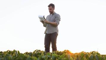 ein erfolgreich Farmer auf seine Plantage von Sojabohne prüft das Ernte video