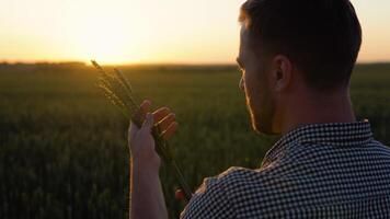 agricultor aguarde orelhas do trigo, estude a grão em a campo video