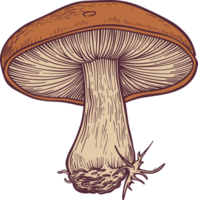 Pilz-Clipart-Design-Illustration png