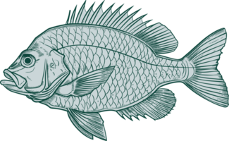 Fish drawing clipart design illustration png