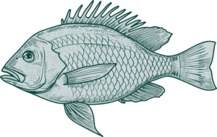 Fish drawing clipart design illustration png