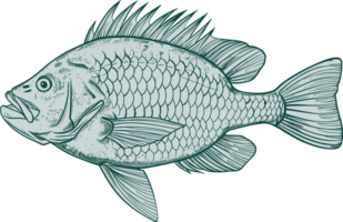 Fish drawing clipart design illustration png