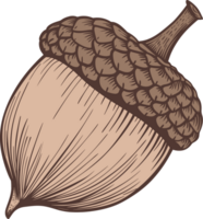 Acorn clipart design illustration png