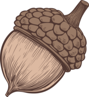 Acorn clipart design illustration png