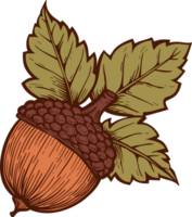 Acorn clipart design illustration png