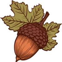 Acorn clipart design illustration png