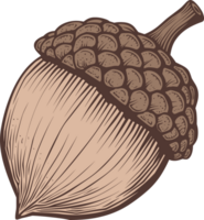 Acorn clipart design illustration png