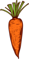 Carrot clipart design illustration png