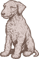 bedlington terrier ClipArt design illustration png