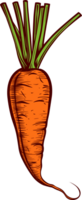 Carrot clipart design illustration png