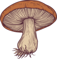 champignon clipart conception illustration png