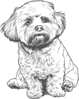 bichon clip art ontwerp illustratie png