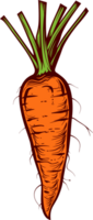 Carrot clipart design illustration png