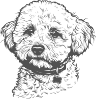 bichon clipart design illustrazione png