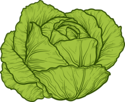 Cabbage clipart design illustration png