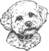 bichon clipart Projeto ilustração png