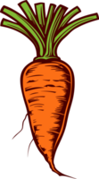Carrot clipart design illustration png