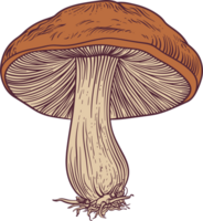 Pilz-Clipart-Design-Illustration png