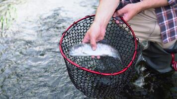 man innehar fisk den där var bara fångad i flod och sätter den i de fisknät. flyga fiske video