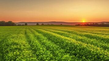 Slow motion pea field green at sunset, farmer agricultural product natural. . video