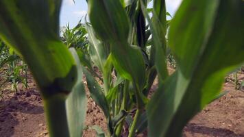 close-up rows of young corn in a large field video