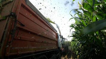 close-up making corn silage. harvesting corn. silage crumbles on a corn field video