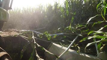 a combine harvester reaps a field of corn. corn harvest. corn grinding video