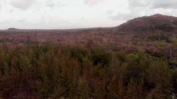 aerial view the forest beside lake video