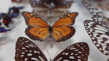 hermosa colección de mariposas video