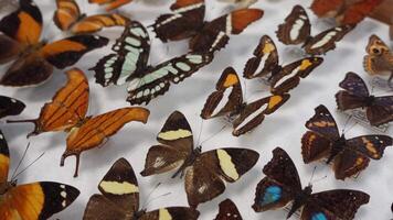 Beautiful Butterfly Collection video