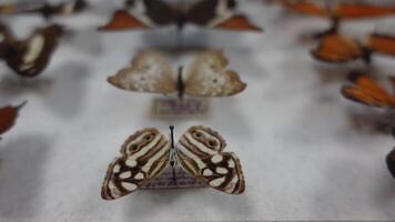 hermosa colección de mariposas video