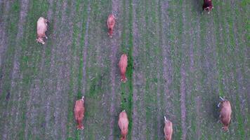 Cows in Nature Aerial View video