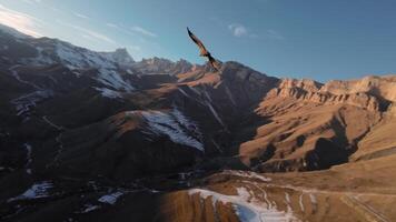 aereo Visualizza di fpv volante dietro a il uccello di preda avvoltoio. lento movimento. chasing un' selvaggio uccello nel il aria al di sopra di il montagne a tramonto. montagne coperto con neve video