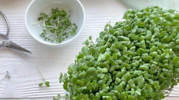 contenitori con ravanello verde microgreen germogli su tavolo. video