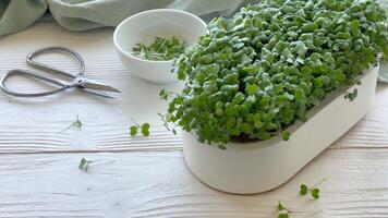 Containers with radish green microgreen sprouts on table. video