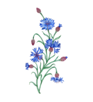 aguarela ilustração do uma composição do azul cornflowers flores botânico composição elemento isolado a partir de fundo. adequado para cosméticos, aromaterapia, medicamento, tratamento, Cuidado, projeto, png
