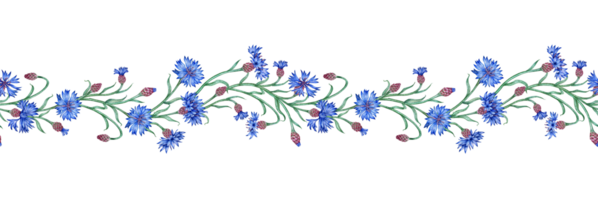 Blau Kornblumen horizontal Muster Aquarell Illustration. botanisch Komposition Element isoliert von Hintergrund. geeignet zum Kosmetika, Aromatherapie, Medizin, Behandlung, Pflege, Design, png