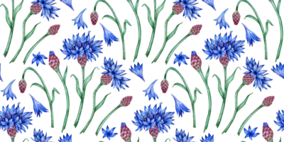 Cornflower petals buds blue pattern watercolor illustration. Botanical composition element isolated from background. Suitable for cosmetics, aromatherapy, medicine, treatment, care, design, png