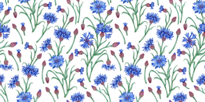 azul cornflowers padronizar aguarela ilustração. botânico composição elemento isolado a partir de fundo. adequado para cosméticos, aromaterapia, medicamento, tratamento, Cuidado, projeto, png