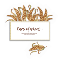 Wheat golden ripe ears with text watercolor illustration. Frame of cobs isolated from background. Harvest Festival. For menus, banners, prints, posters, recipes, labels, packaging png