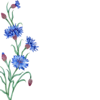 Cornflowers blue flowers left frame watercolor illustration. Botanical composition element isolated from background. Suitable for cosmetics, aromatherapy, medicine, treatment, care, design, png