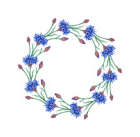 fiordalisi blu fiori ghirlanda telaio nel acquerello illustrazione. botanico composizione elemento isolato a partire dal sfondo. adatto per cosmetici, aromaterapia, medicinale, trattamento, cura, disegno, png