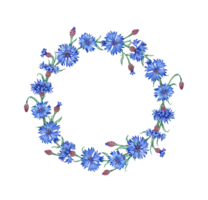 Cornflower blue simple wreath of blue flowers watercolor illustration. Botanical composition element isolated from background. Suitable for cosmetics, aromatherapy, medicine, treatment, care, design, png